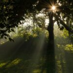 関西の墓じまい事情について　