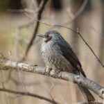 墓じまいに必要な期間はどれくらい？