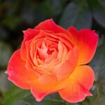 【墓じまいを検討される方へ】お骨は勝手に移動できません｜尼崎市を中心に関西一円対応の【墓じまいサポートセンター】