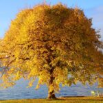 墓じまいは誰のため?家族の未来を考えた供養のかたち【尼崎市・関西一円対応】