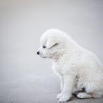 おひとりさまの「墓じまい」―将来に不安を残さないための賢い選択