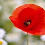 【墓じまいの費用】改葬申請の手数料は自治体によって違います｜無料の場合と有料の場合を行政書士が解説