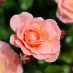 【墓じまい＝全部撤去ではない】墓石をそのまま移設・分骨による改葬という選択肢