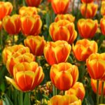 尼崎市・宝塚市の墓じまい費用の相場と内訳を徹底解説｜阪神エリア・関西一円対応します　【墓じまい専門行政書士が解説】