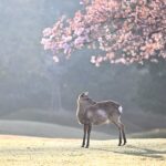 尼崎市の墓じまい費用はいくら？相場・内訳・手続きの流れを　　墓じまい専門の行政書士がわかりやすく解説します